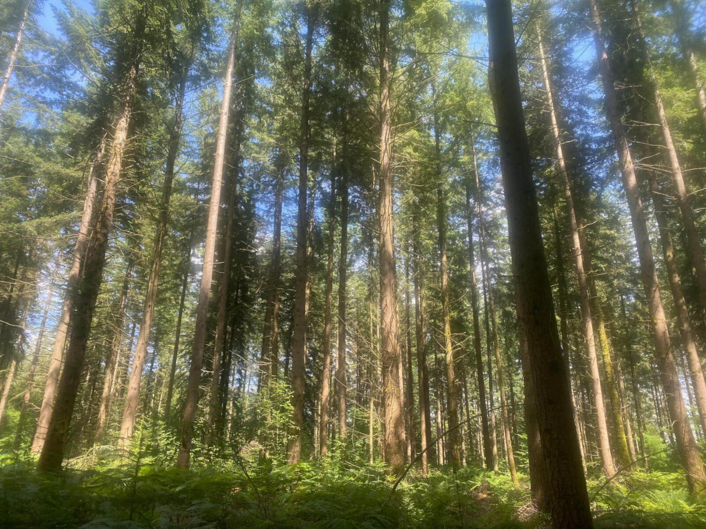 bois provenant de la région Bourgogne-Franche-Comté