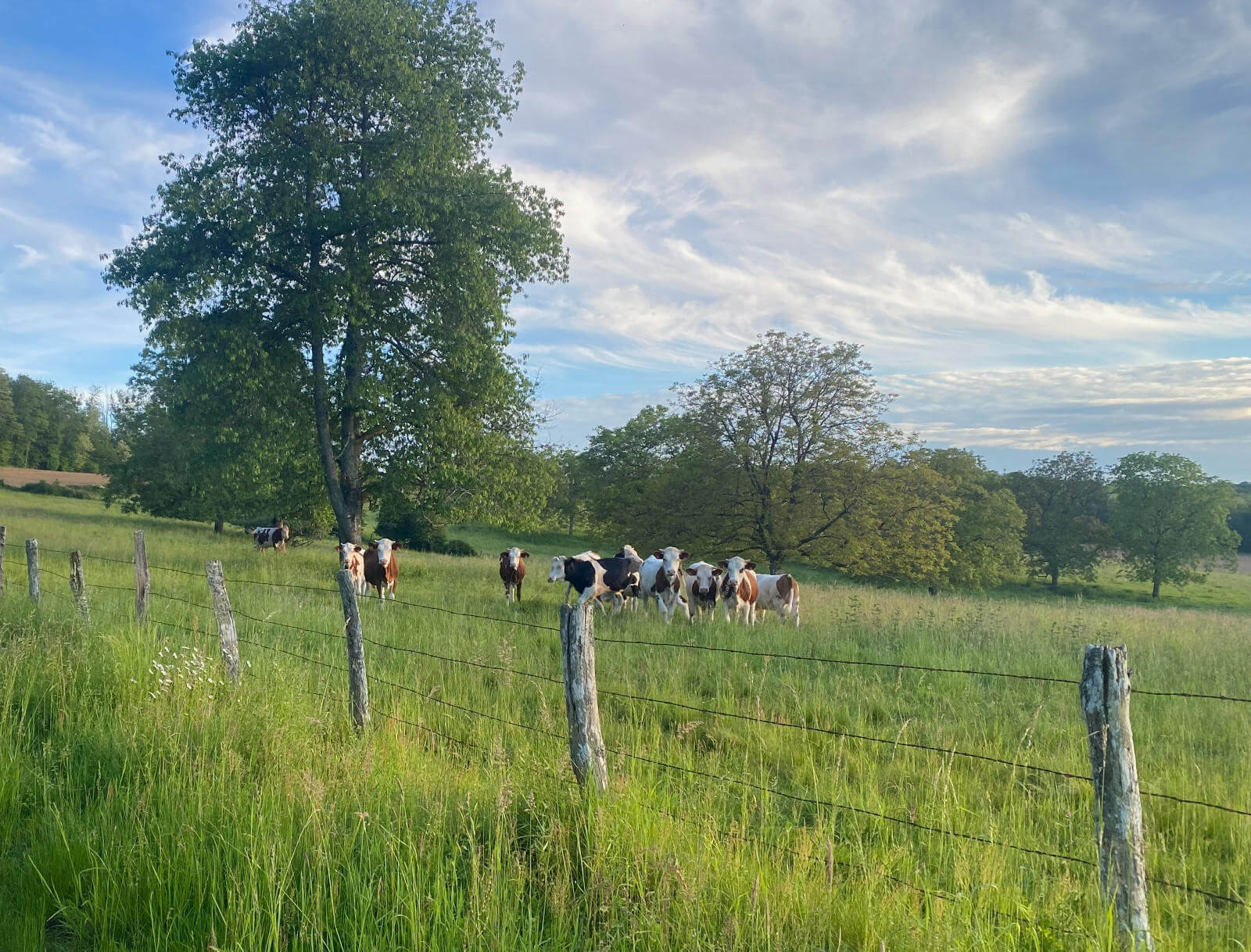 Vaches à Tincey-et-Pontrebeau